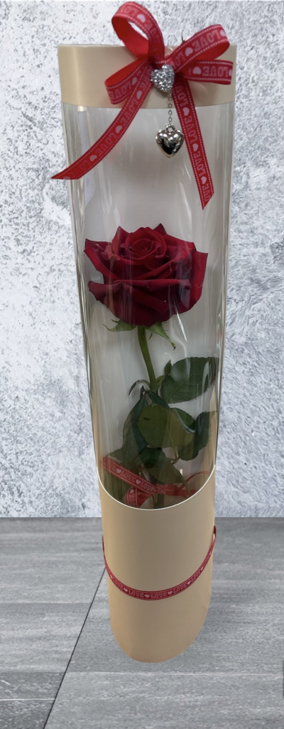 Single Rose Gift Tube - Valentine rose gift ideas delivered in Derby and Derbyshire by Beauty of Flowers