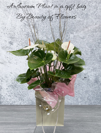 Anthurium Plant In A Gift Bag Product Image