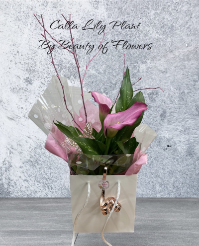 Pink Calla Lily Plant in a Gift Bag - Pink Calla Lily plant presented in complimenting gift bag delivered in Derby and Derbyshire by Beauty of Flowers florist