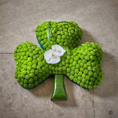 Shamrock OFP29(C) - The Shamrock, also known as the triple-leaf clover, symbolises Ireland and is associated with Saint Patrick, the patron Saint of Ireland. Crafted in Kelly-Green colour to represent the lush scenery of Ireland. The spray on the tribute can be of any flower of your choice.
Size 54cm length